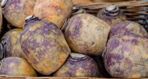 kvaka liečivá a chutná