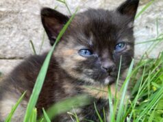 ako urobiť mačku šťastnou