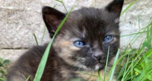 ako urobiť mačku šťastnou