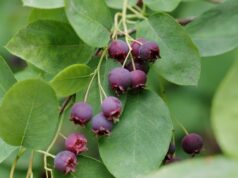 muchovník okrasný krík chutné plody