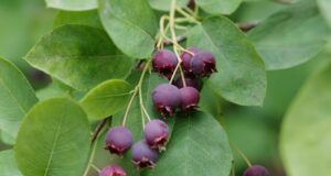 muchovník okrasný krík chutné plody