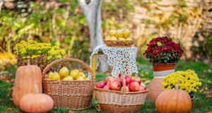 jesenné premeny v záhrade