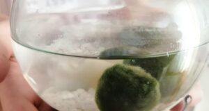 starostlivosť o riasogule