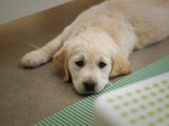 zranený či chorý pes