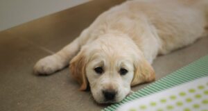 zranený či chorý pes