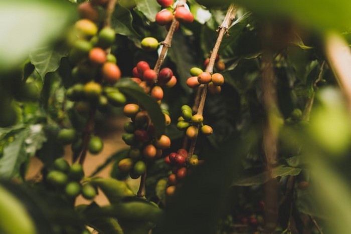 zrnková káva arabica robusta