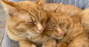 ako umývať domácich miláčikov