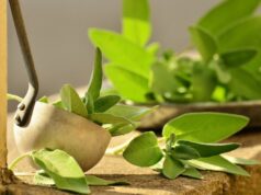 šalvia a liečivé účinky