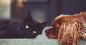 slávne zvieratá a miláčikovia celebrít