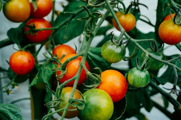 paradajky pre malých záhradkárov