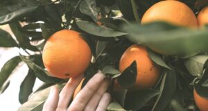 ako pestovať citrusy