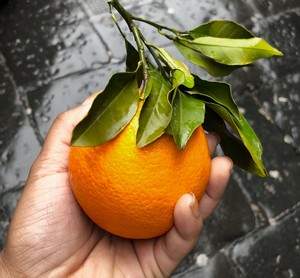 ako pestovať citrusy pomaranč