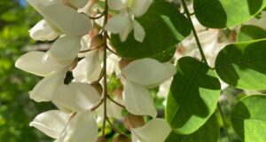 agát biely recept na agátový sirup