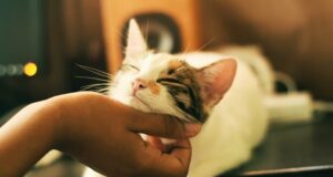 čo mačky chcú pre lepší život