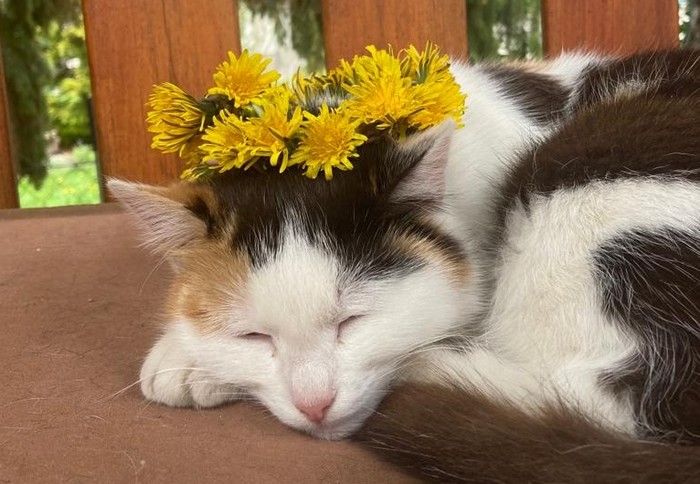 mačka lieči felinoterapia