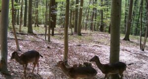 fotopasce ako fungujú a koľko stoja