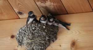 lastovičky hniezda fasáda domu