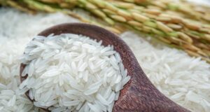 druhy ryže