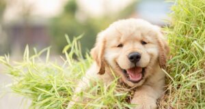 pes najlepší priateľ človeka