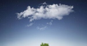 strom dáždnik v lejaku