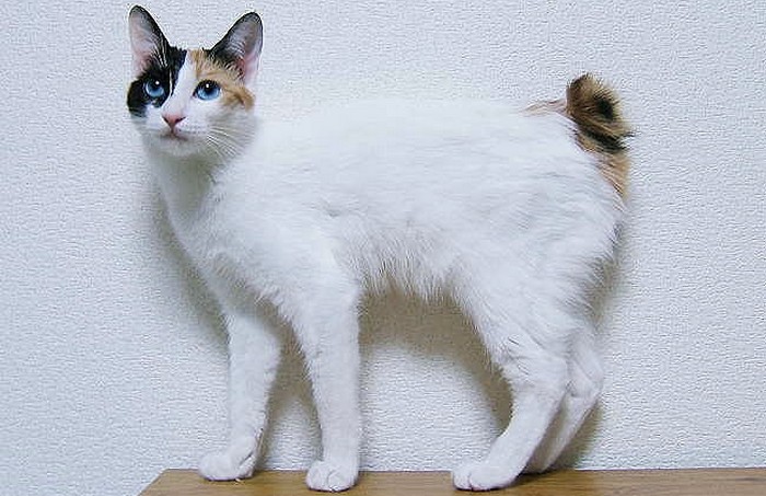 mačka do bytu japonská bobtail