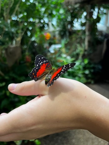 motýlí dom vo Viedni