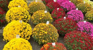 chryzantéma dušičky