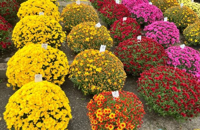 chryzantéma dušičky