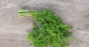 kôpor liečivé účinky