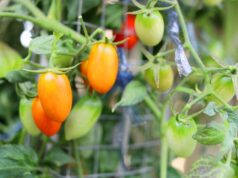 ako nechať paradajky dozrieť