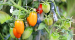 ako nechať paradajky dozrieť