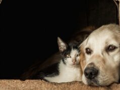 aj zvieratá snívajú