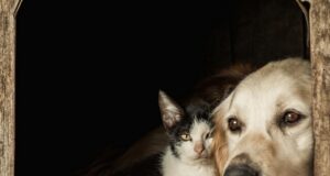 aj zvieratá snívajú