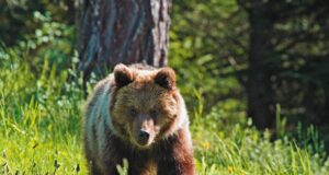 stretnutie medveďa s človekom