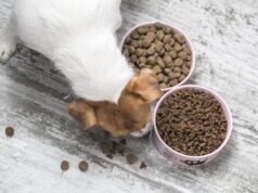 komplexná strava pre psa