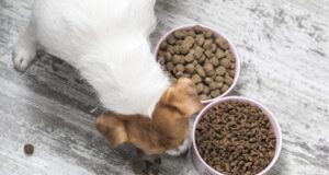 komplexná strava pre psa