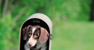 typy poštových schránok