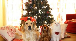 darček pre domáceho miláčika