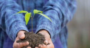 ako pri výbere semien