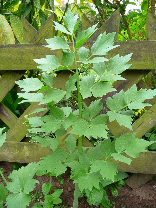 ligurček koreň a listy