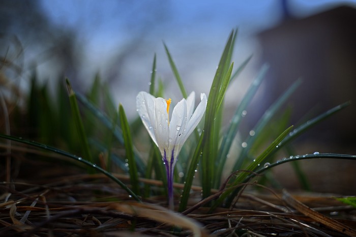 prvé jarné kvety šafran bielokvetý