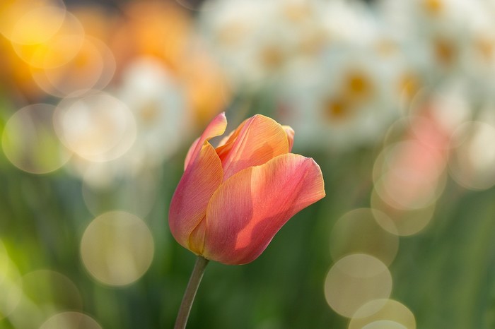 jarné kvety tulipán