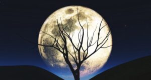 vplyv mesiaca na rastliny