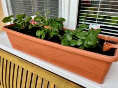 samozavlažovacie kvetináče