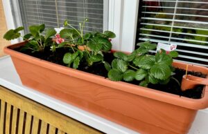 samozavlažovacie kvetináče