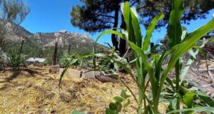 tri sestry v záhrade