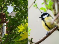 aupark útočiskom pre hmyz a vtáky