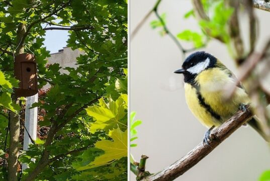 aupark útočiskom pre hmyz a vtáky