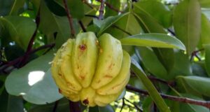 garcínia kambodžská