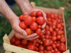 ako podporiť rast paradajok